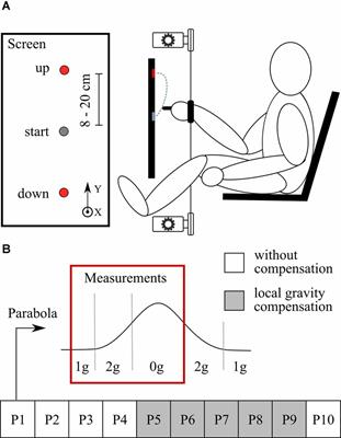 Effects of Local Gravity Compensation on Motor Control During Altered Environmental Gravity